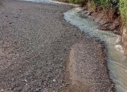 Akibat Bendungan Jebol Ratusan HA Sawah Di Marga Punduh Kabupaten Pesawaran Gagal Panen