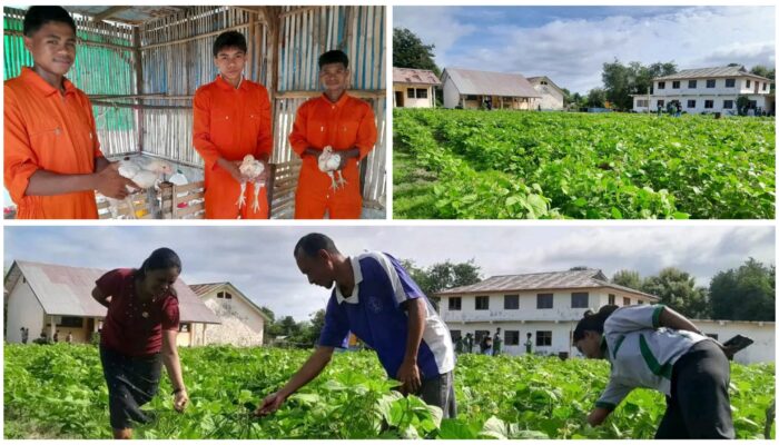Wujudkan Program One School One Product, SMK N 1 AMBAL.Tanam Kacang Hijau dan Budidaya Ayam Broiler
