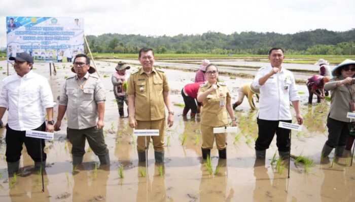 Wagub Sulut Hadiri Gerakan Tanam Padi di Minahasa, Dorong Swasembada Pangan Nasional