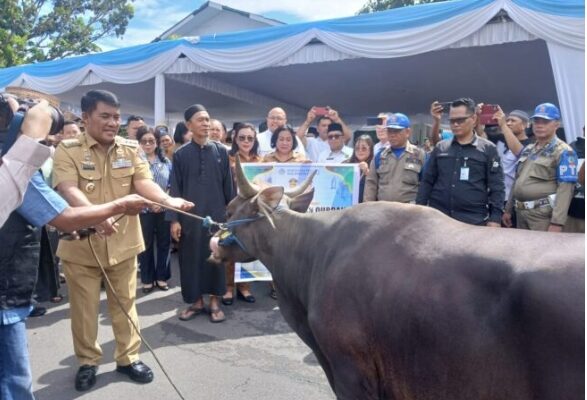 Gubernur Yulius Salurkan 46 Sapi Kurban untuk Sulut, Perkuat Semangat Toleransi dan Kepedulian Sosial