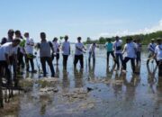 Tanam Mangrove di Pesisir Bunaken, Pemprov Sulut Perkuat Komitmen Jaga Lingkungan