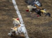 Diduga Dibekingi Oknum Aparat, Arena Sabung Ayam di Bengkol Disorot