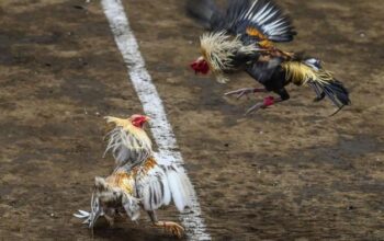Diduga Dibekingi Oknum Aparat, Arena Sabung Ayam di Bengkol Disorot