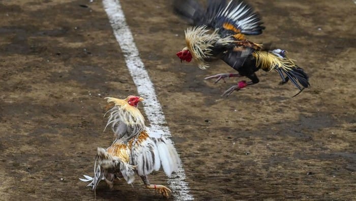 Diduga Dibekingi Oknum Aparat, Arena Sabung Ayam di Bengkol Disorot